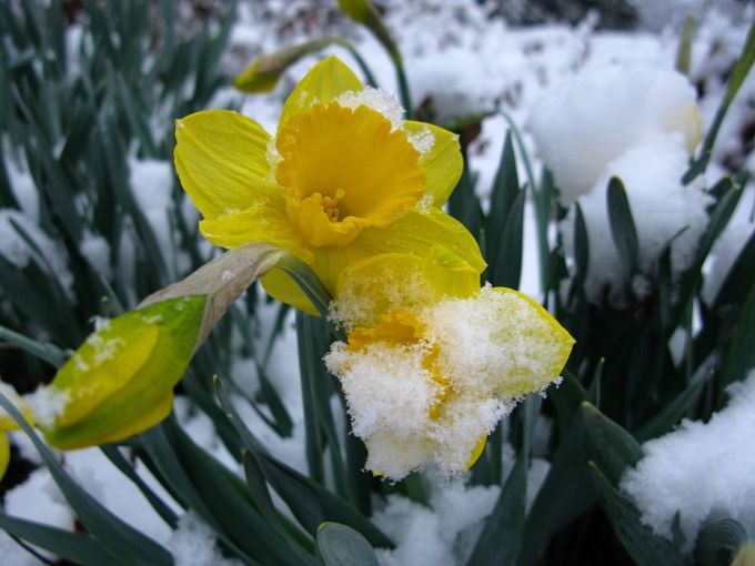 1280px-Snow-daffodil-spring-flower-yellow1_-_West_Virginia_-_ForestWander