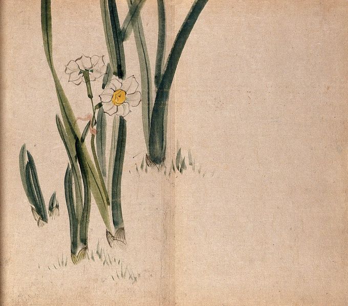 Daffodil_(Narcissus_species);_flowering_plants_in_grass._Wellcome_V0043790