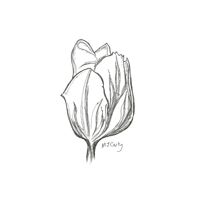 27 ATulipOutOfSeason_SCAN_CROPPED