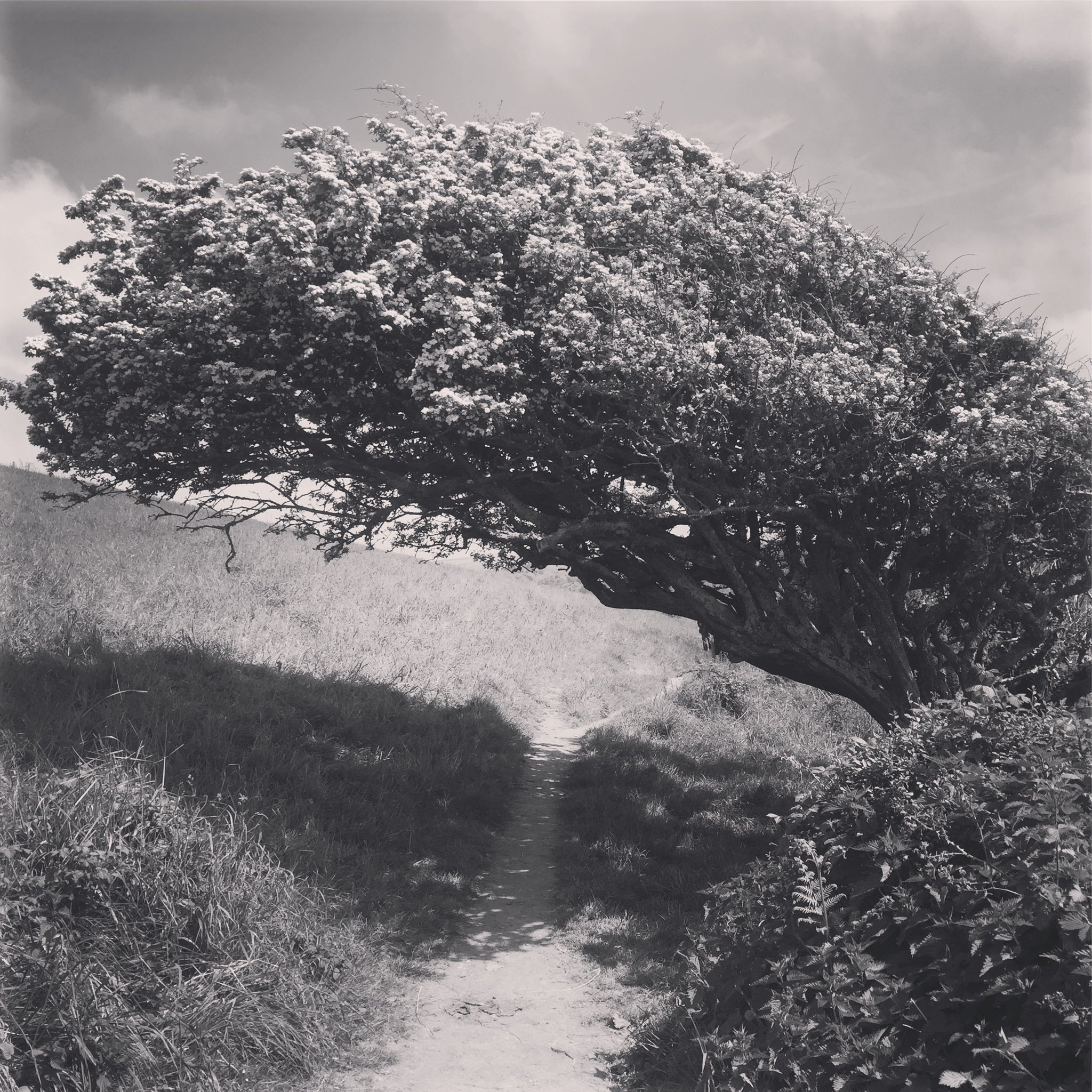 SiobhanSheridanWorldsMostMagnificentTree