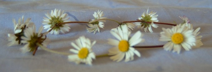 Daisy_chain