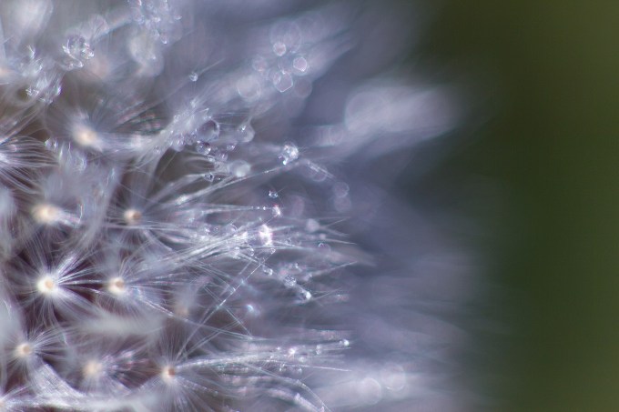 Dew_on_dandelion