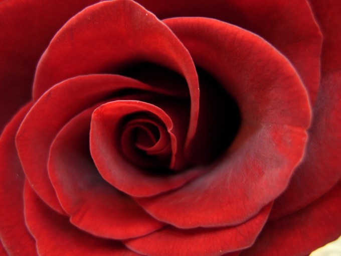 Soft_Red_Rose