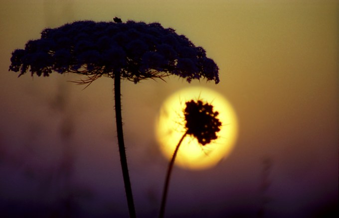 Daucus_carota_-_inflorescence_at_sunset,_at_the_Israeli_Coastal_plain.