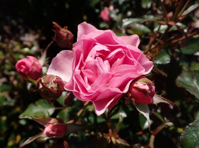 OLYMPUS DIGITAL CAMERA