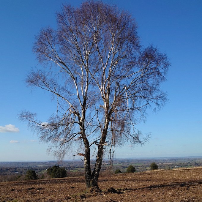 AshdownArborealRealness18March2022