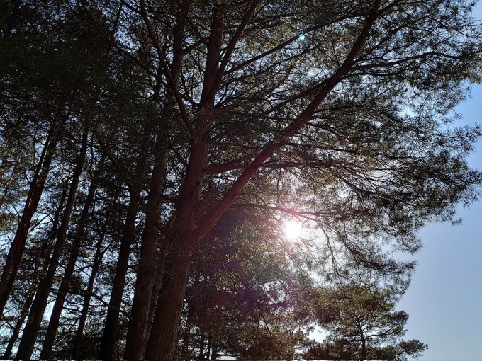 AshdownArborealSun18March2022