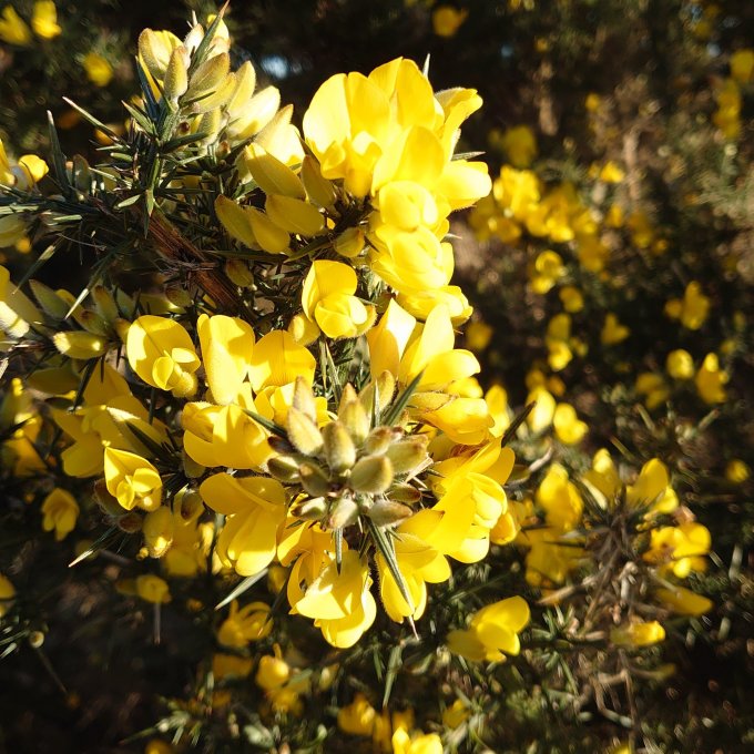 AshdownGorse18March2022