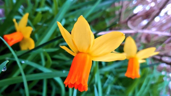 TrioOfDaffodilsAtDawn