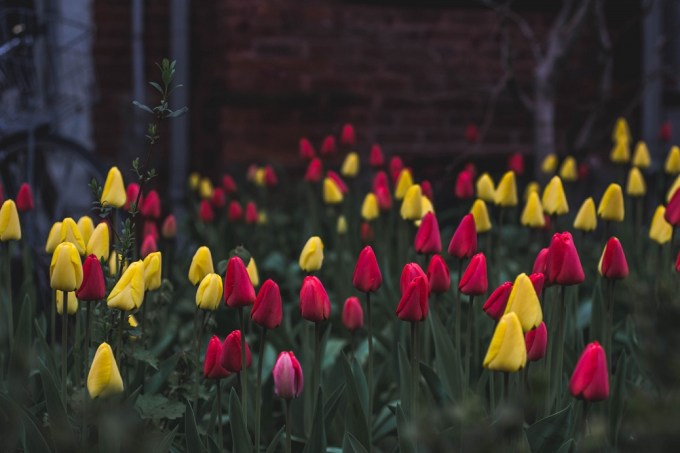 Patch_of_closed_tulips_(Unsplash)