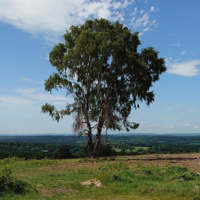 AshdownForest18May2022