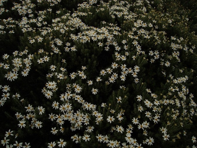 Alpine_Heath-like_Daisy_-_Flickr_-_pellaea