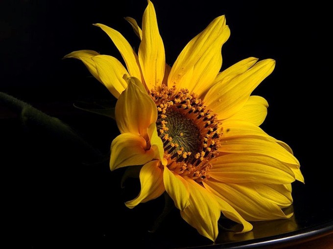Flower_yellow_macro_photo