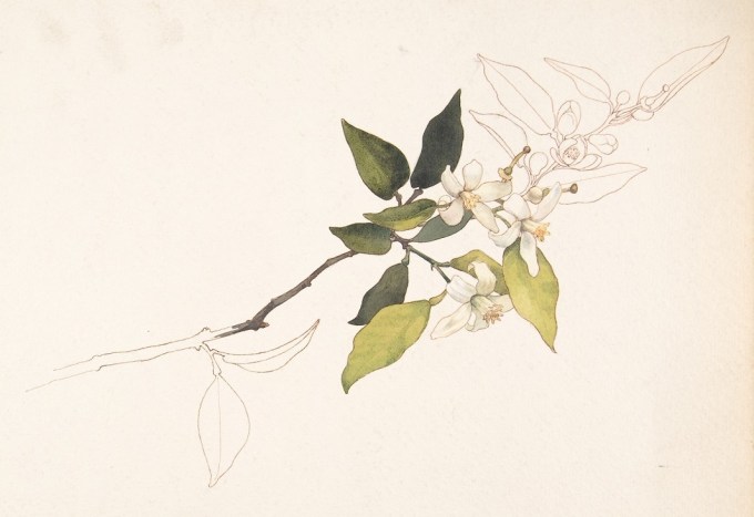 White_Flowers_on_a_Vine_MET_DP808554