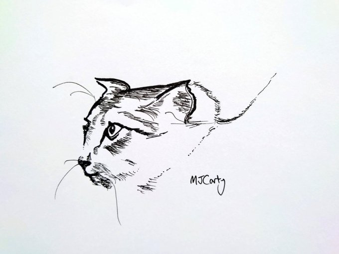 CatsEye7November2022