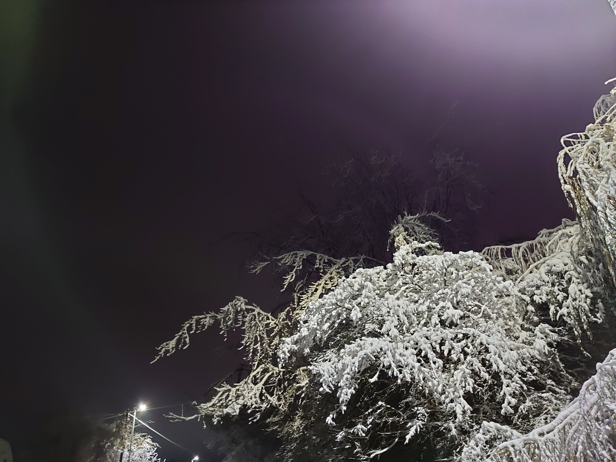 SnowCladTree12Dec2022