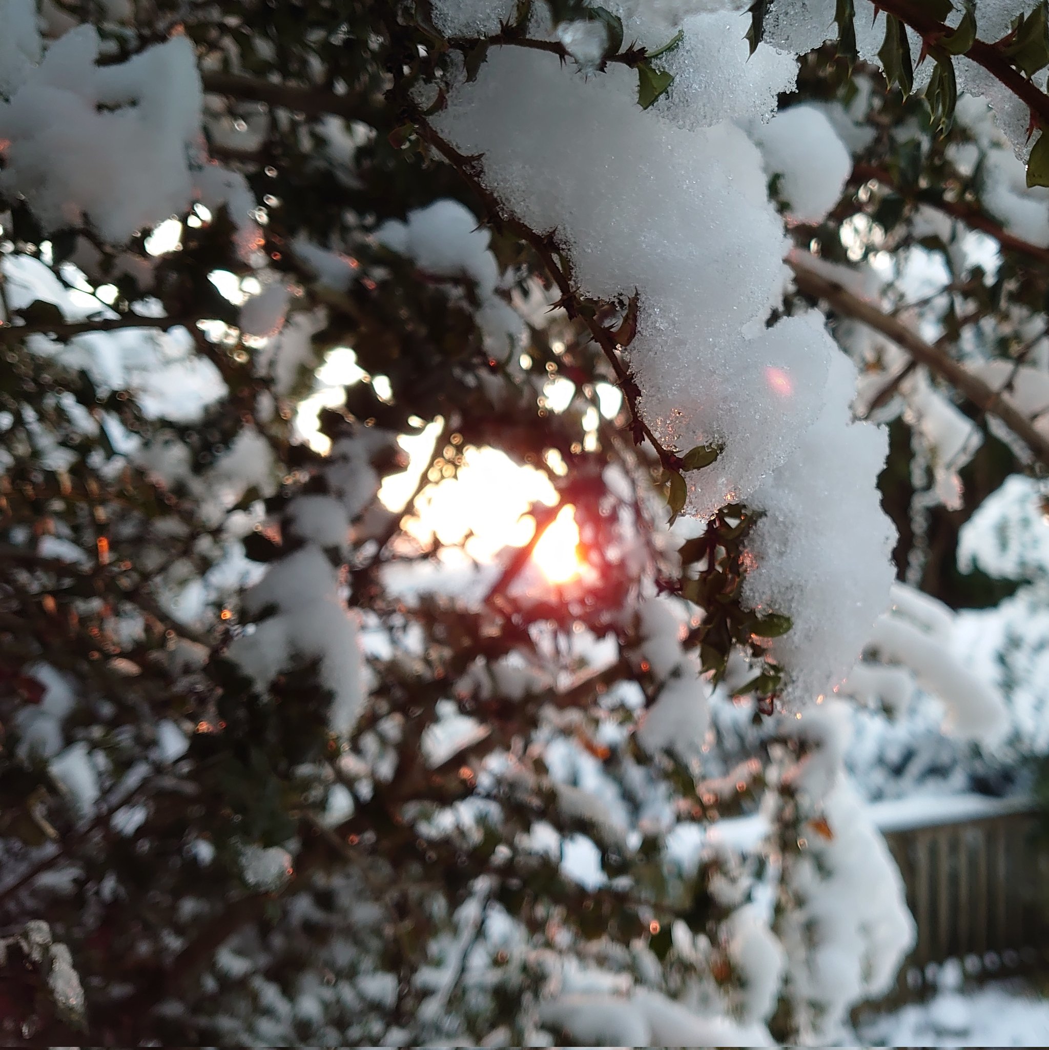 SunThroughSnow14Dec2022