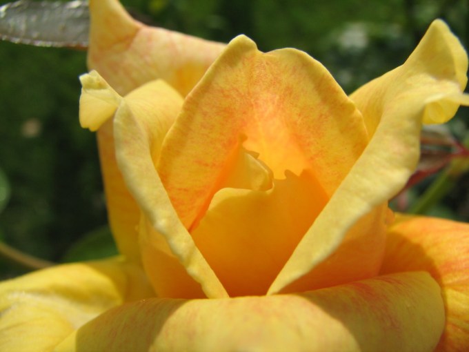 Eureka_Rosebud_With_Raindrops_(200398460)