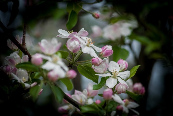 Budding_Apple_Blossom_Flowers_PLT-FL-AB-7