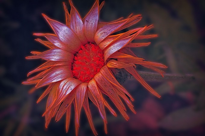 Beautiful_flower_(27613337405)