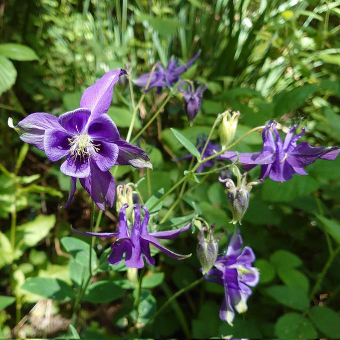 PurpleFlowersMJCarty24May2023