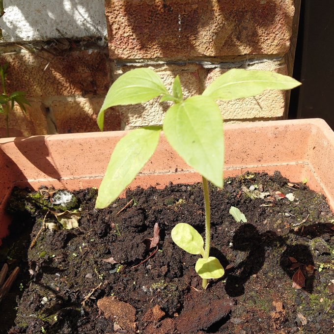 SunflowerMJCarty26May2023