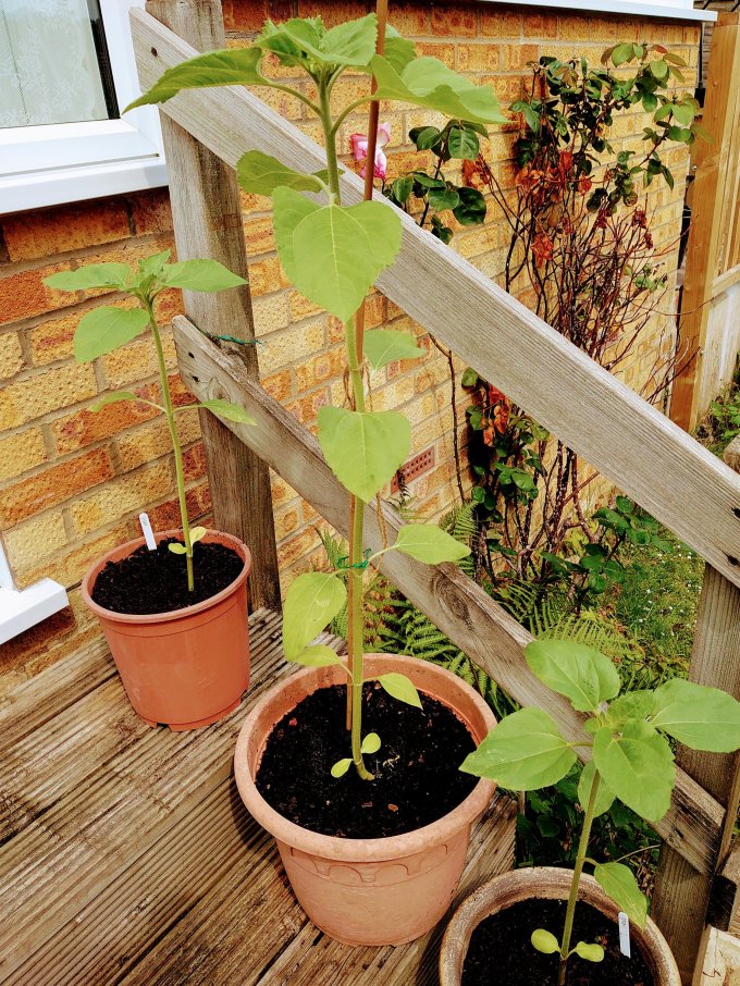 dsc_0917~21192401672803117522.