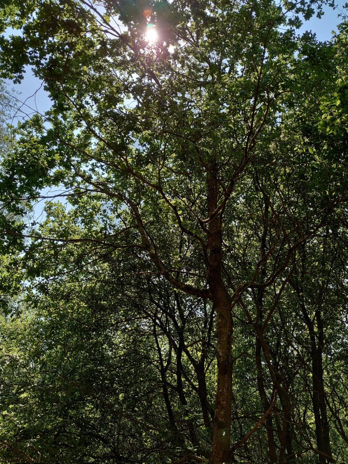 ForestSunlightMJCarty14June2023