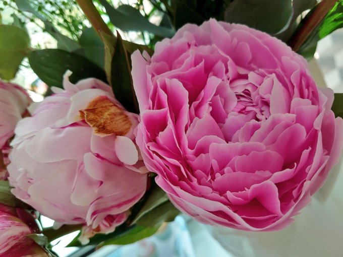 PeoniesMJCarty10June2023