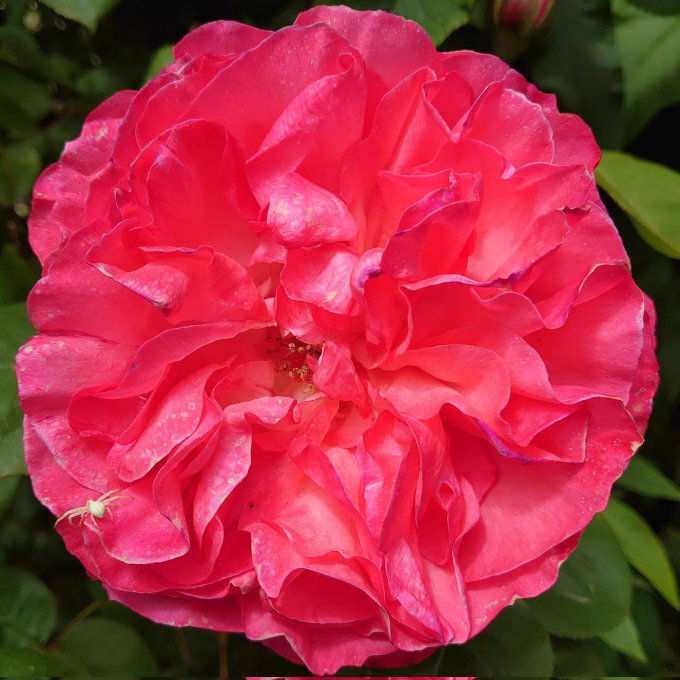 PinkFlowerWhiteSpiderMJCarty1June2023