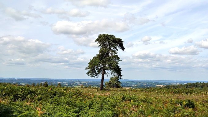 AshdownForestMJCarty26July2023