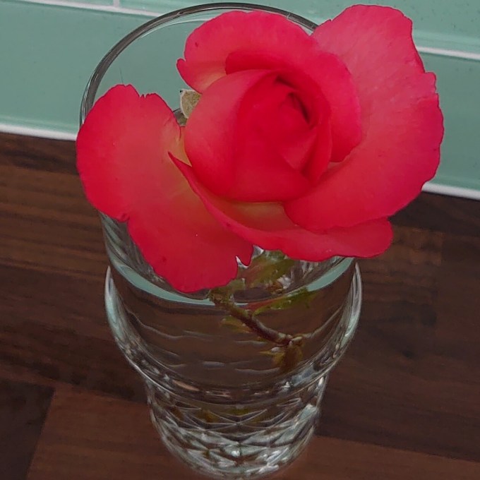 MJCartyRose4July2023