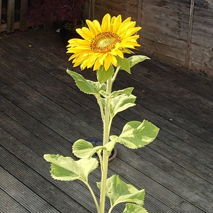 SunflowerMJCarty22July2023
