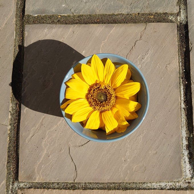 BrokenSunflowerMJCarty23Aug2023