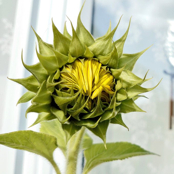 BuddingSunflowerMJCarty14Aug2023