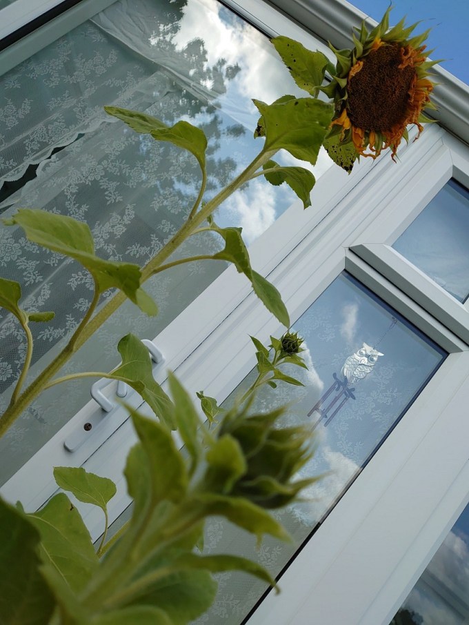 PeakingSunflowerMJCarty6Aug2023