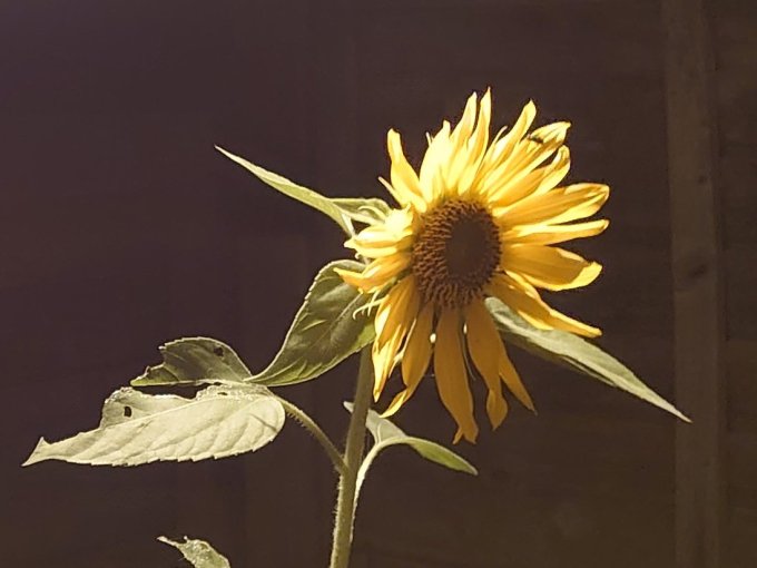 SunflowerByNightMJCarty18Aug2023