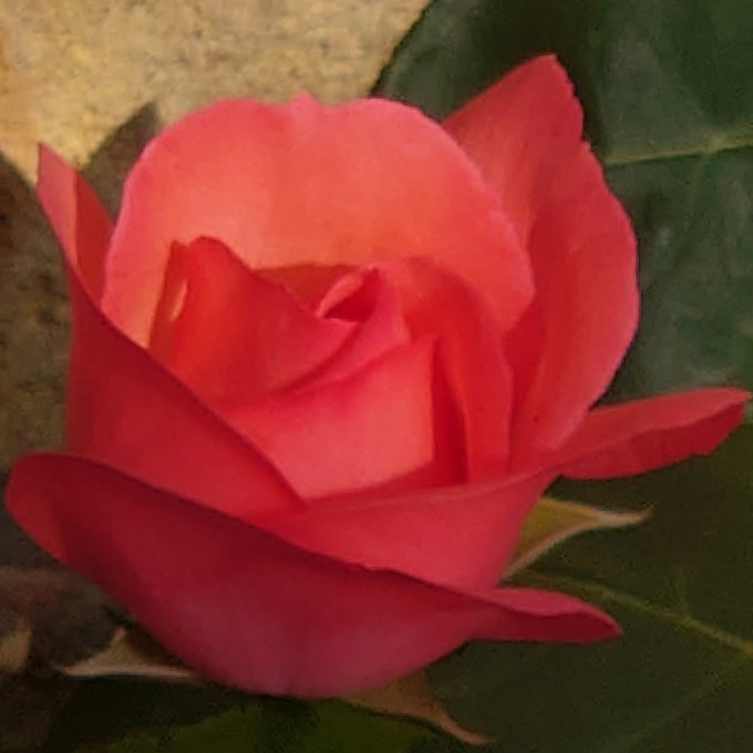 WednesdaysRoseMJCarty16Aug2023