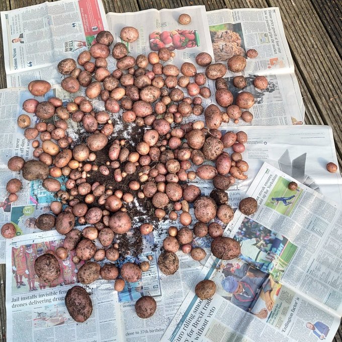 2023SpudHarvestMJCarty2September2023