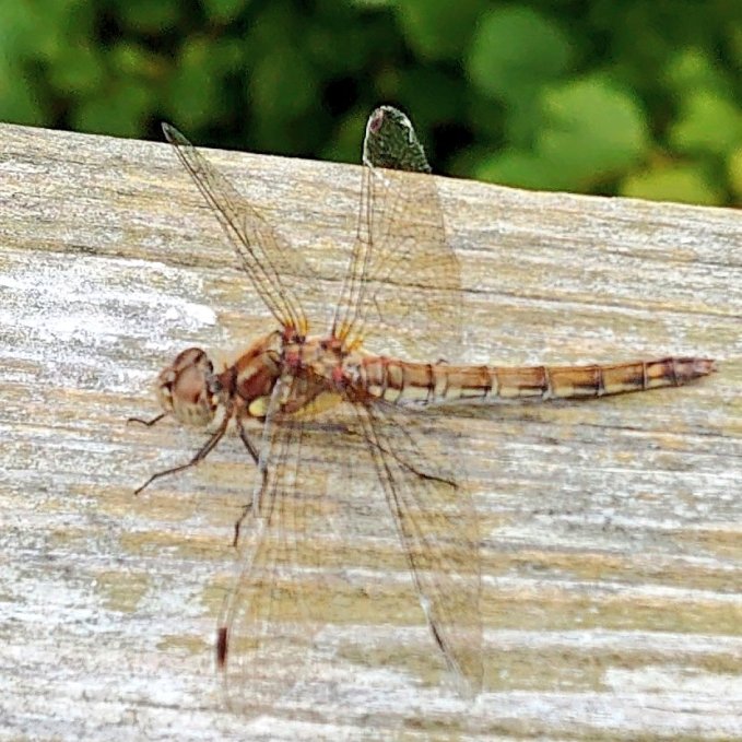 DragonflyMJCarty1September2023