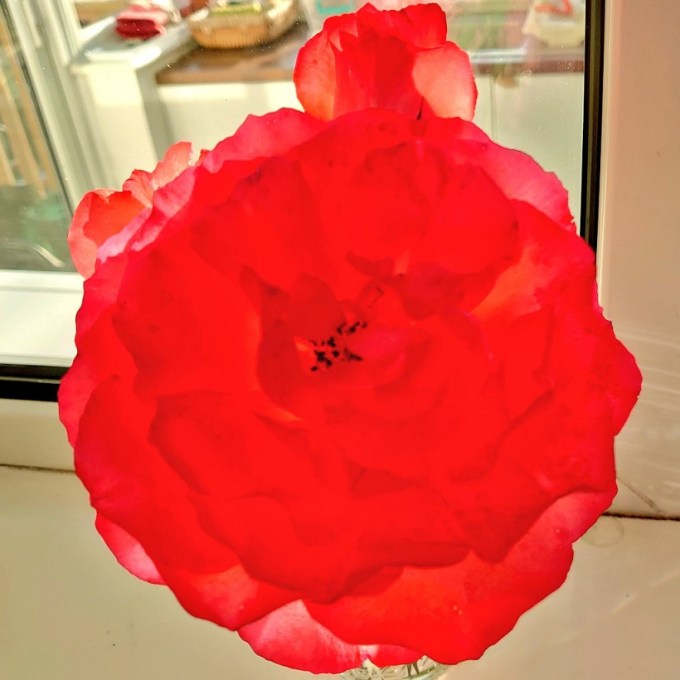 FinalRosesMJCarty16September2023