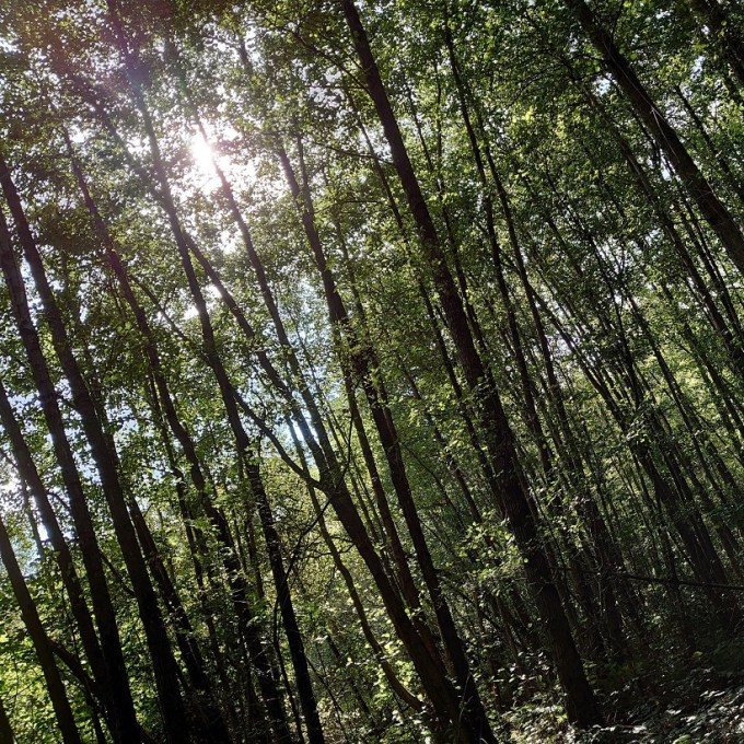 ForestSunlightMJCarty25September2023