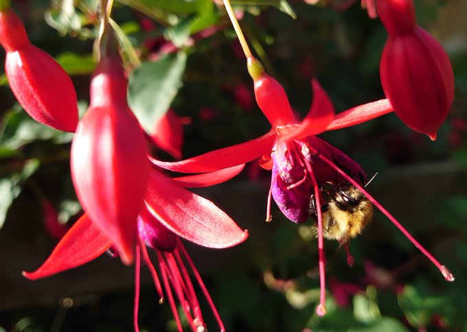 LateSeptemberBeeMJCarty22September2023