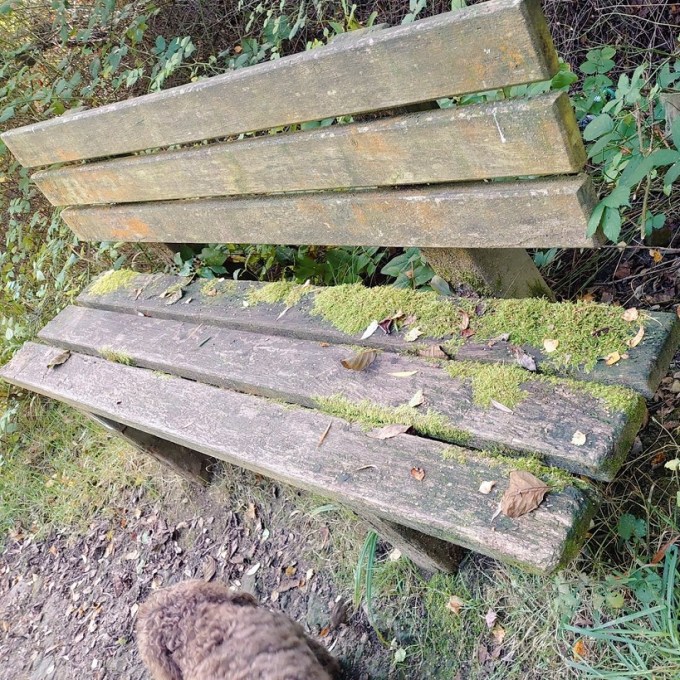 MossyBenchMJCarty25September2023