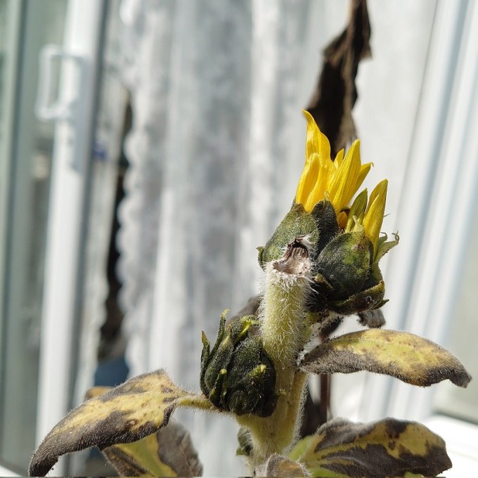 SunflowerMJCarty21September2023