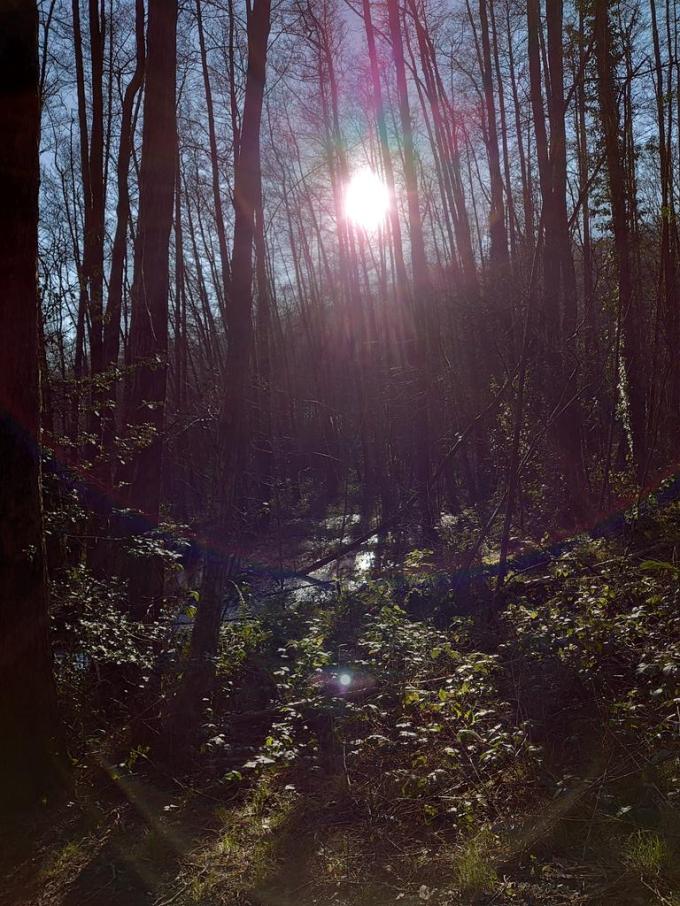 ForestSun19Jan2024MJCarty