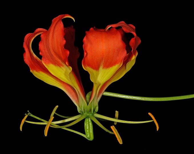 Gloriosa_superba_1DS-II_3-1844