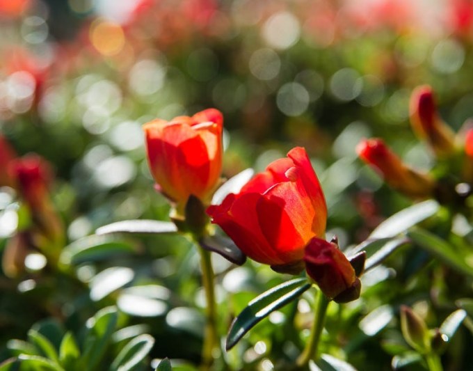 Flowers_And_Sunrise_(115991661)