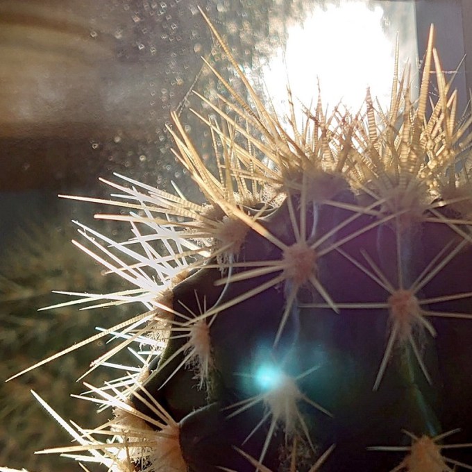 CactusMJCarty4Mar2024