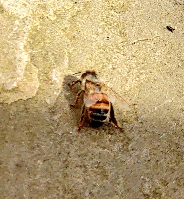 BaskingBee1Jul2024MJCarty